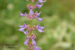 Plectranthus amboinicus